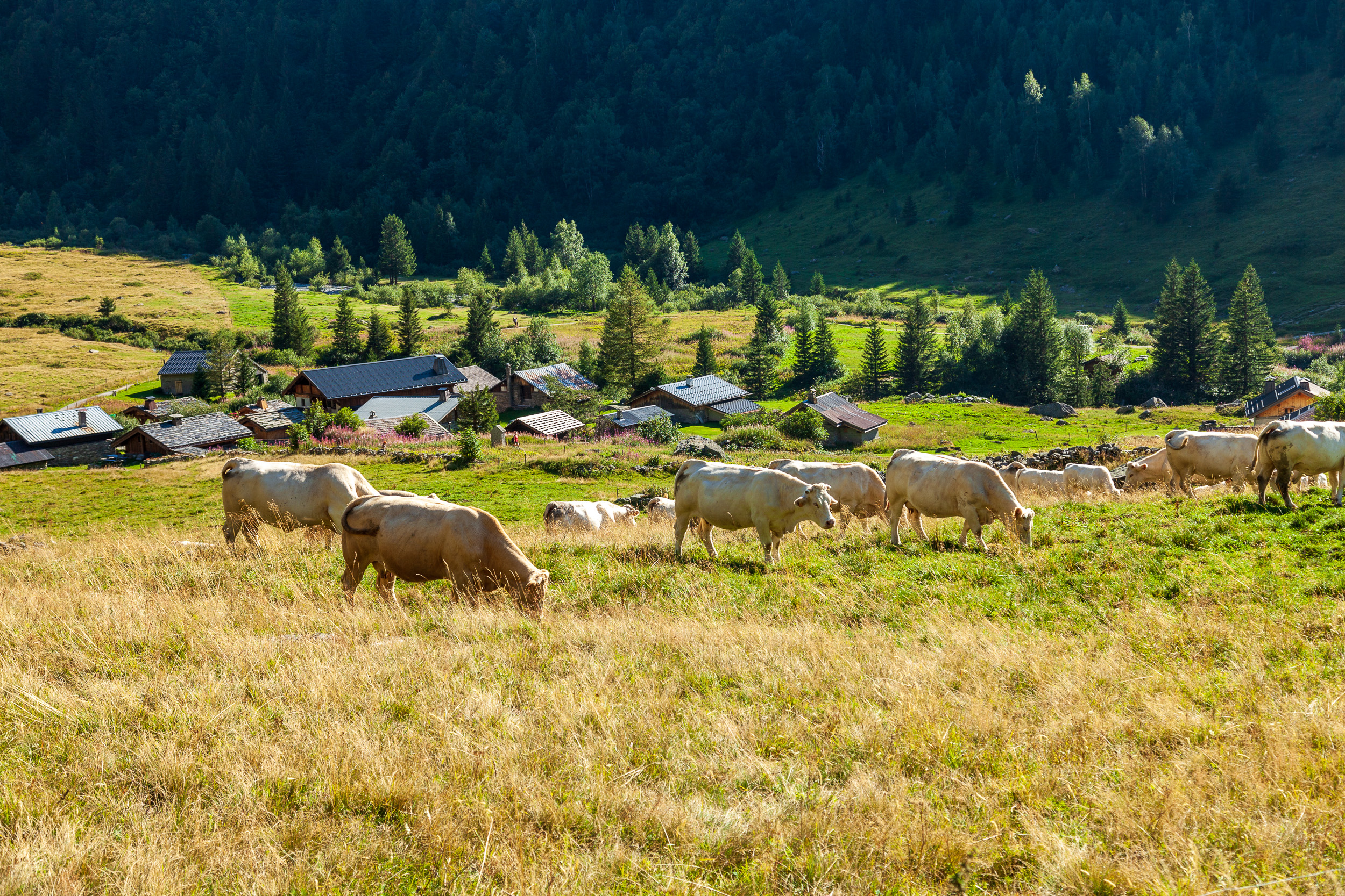 Коровы, пасущиеся в долине Миаж