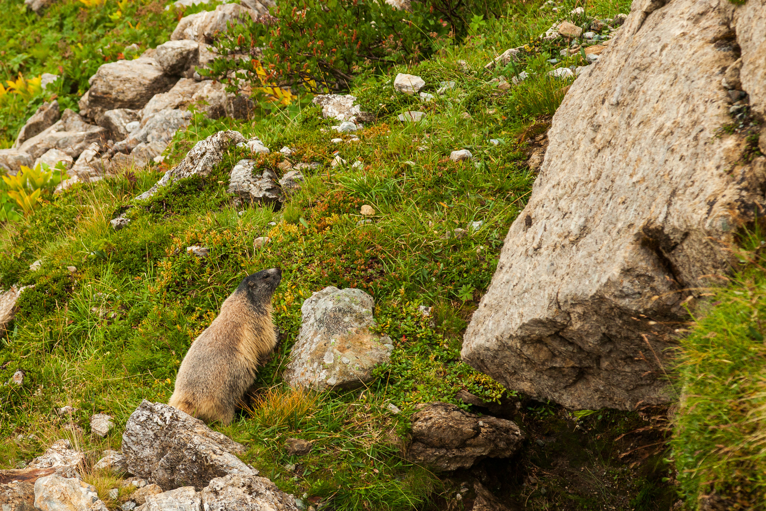 Суслик, он же мармот