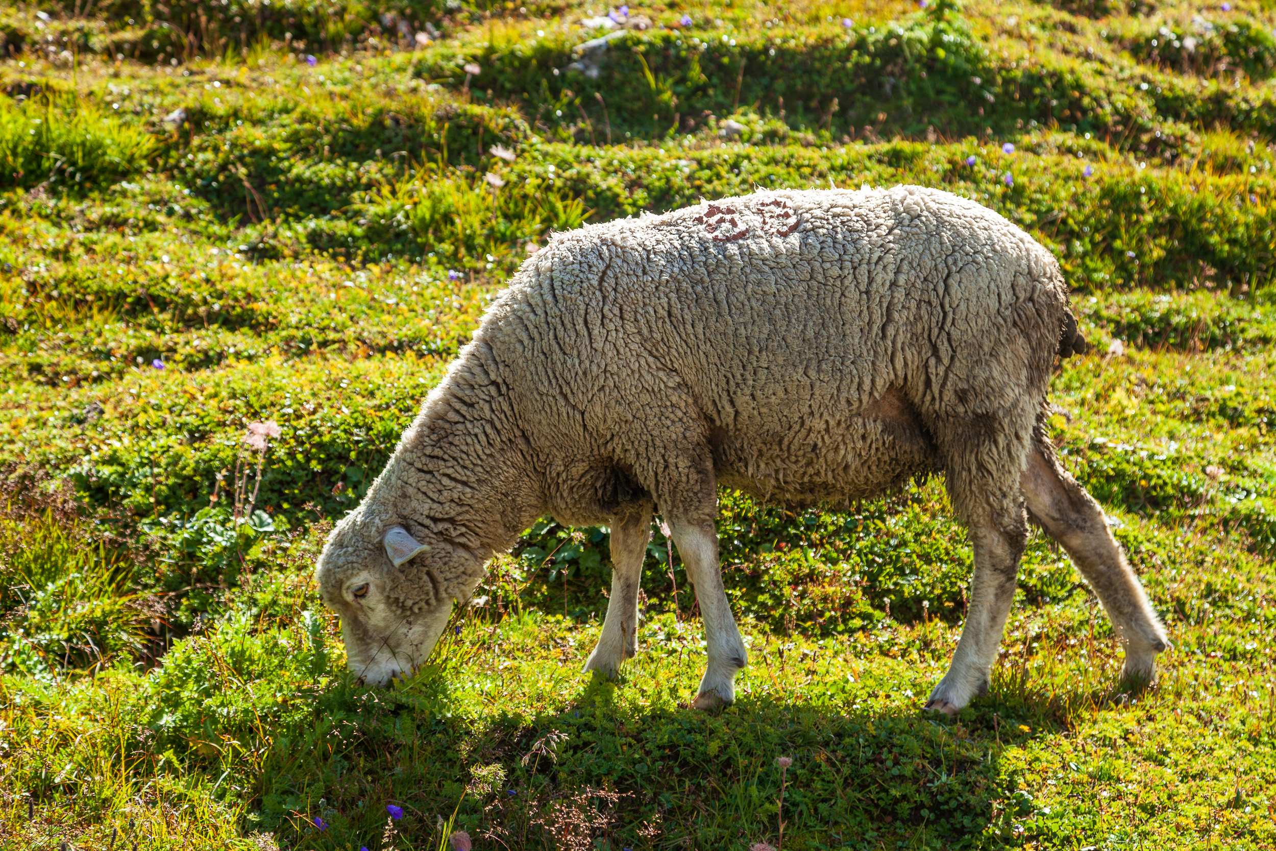 Овечки, массово пасущиеся у перевала
