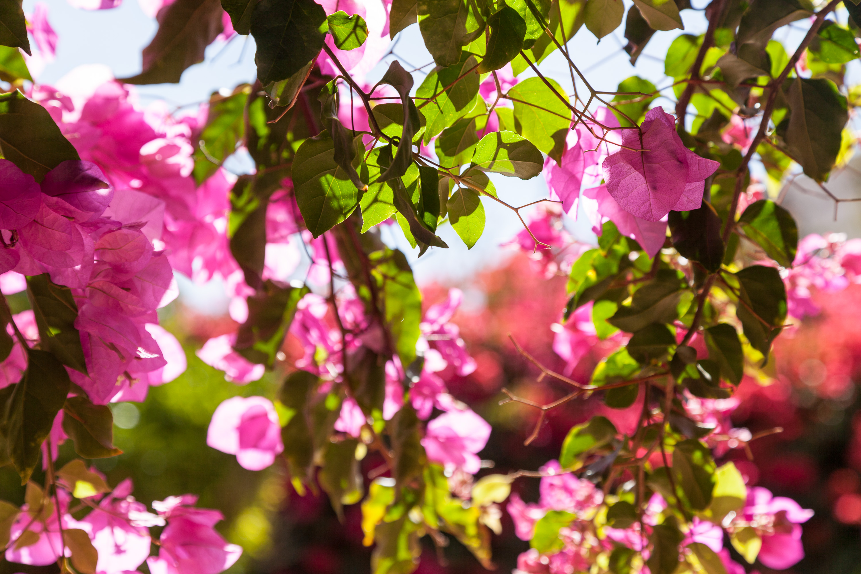 Цветы у монастыря Сан-Винсенте-де-Фора