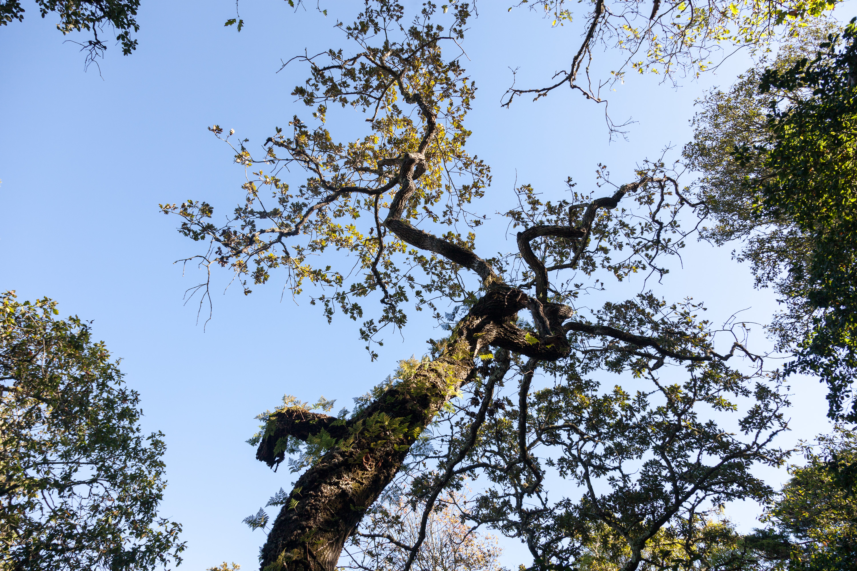 В парке Кинта да Регалейра