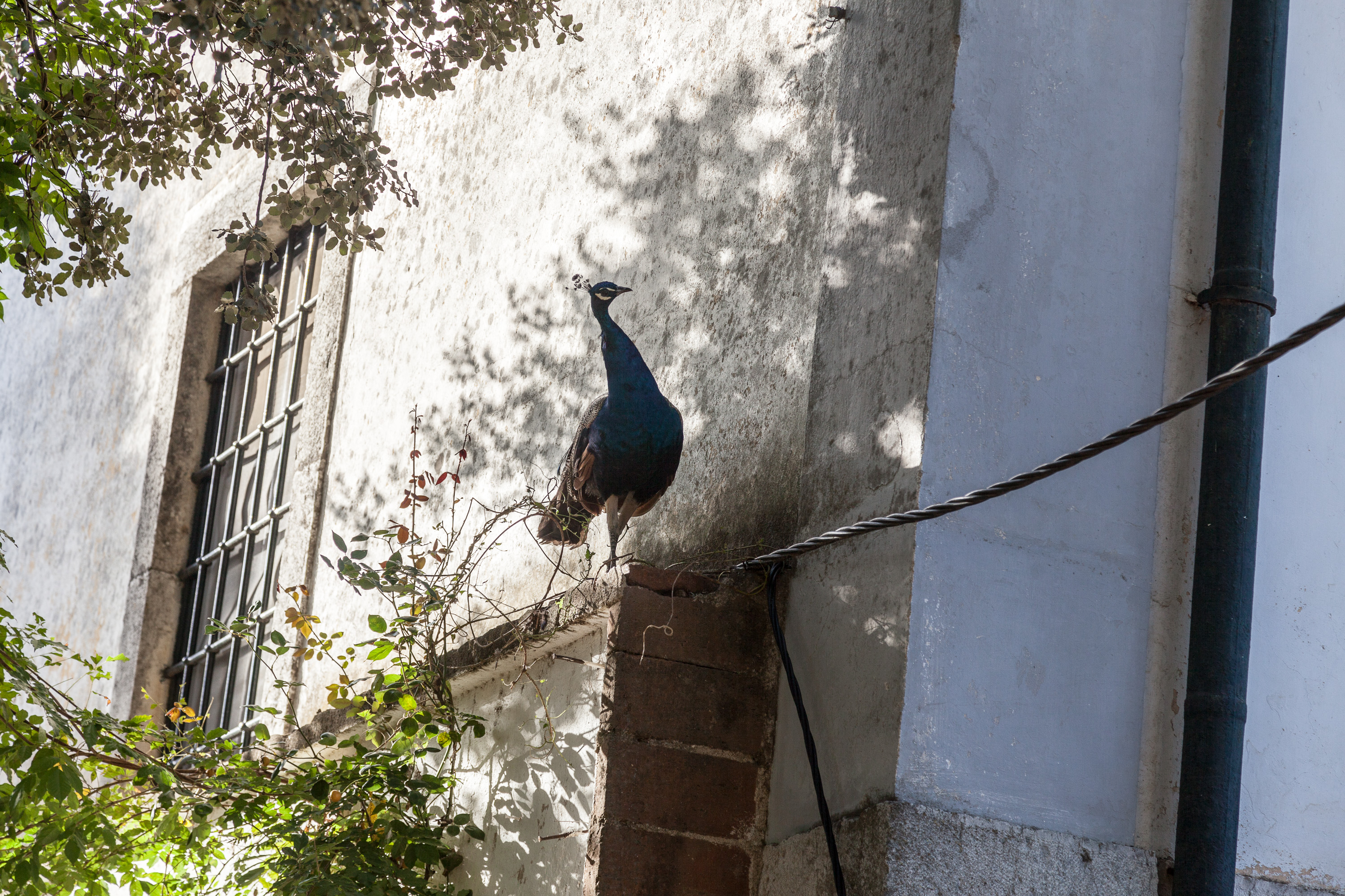 Павлины в городском парке Эворы