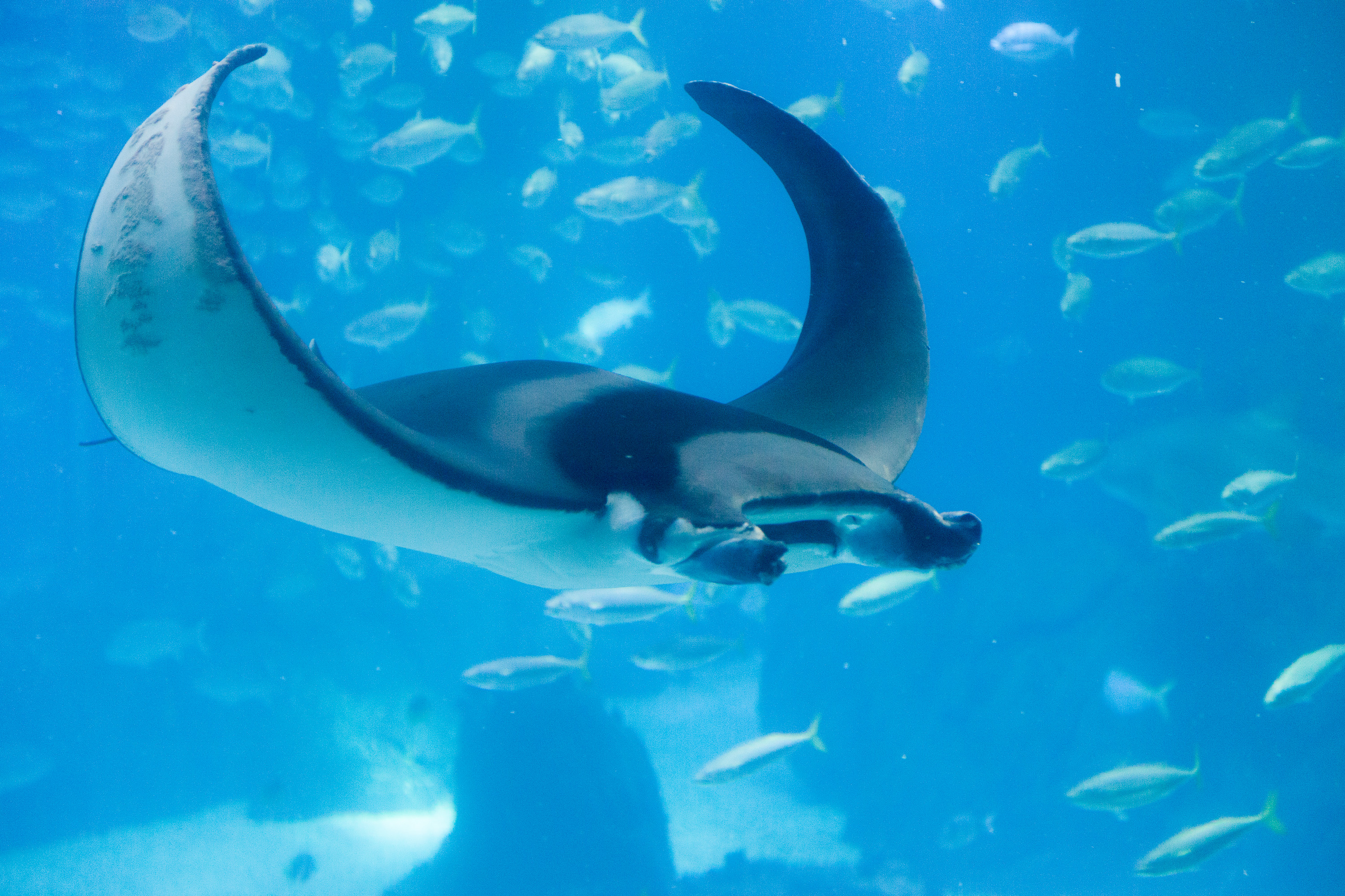 Манта в Лиссабонском океанариуме