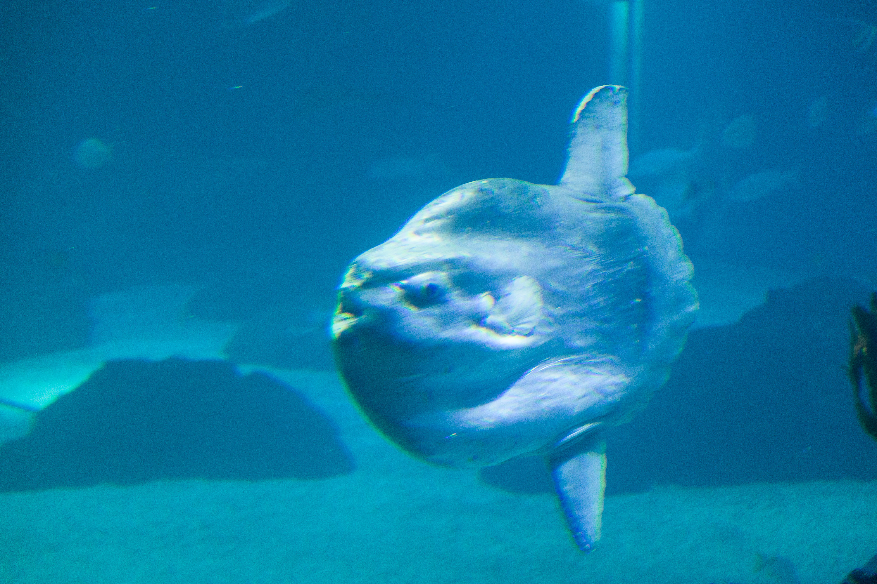 Рыба-солнце в Лиссабонском океанариуме