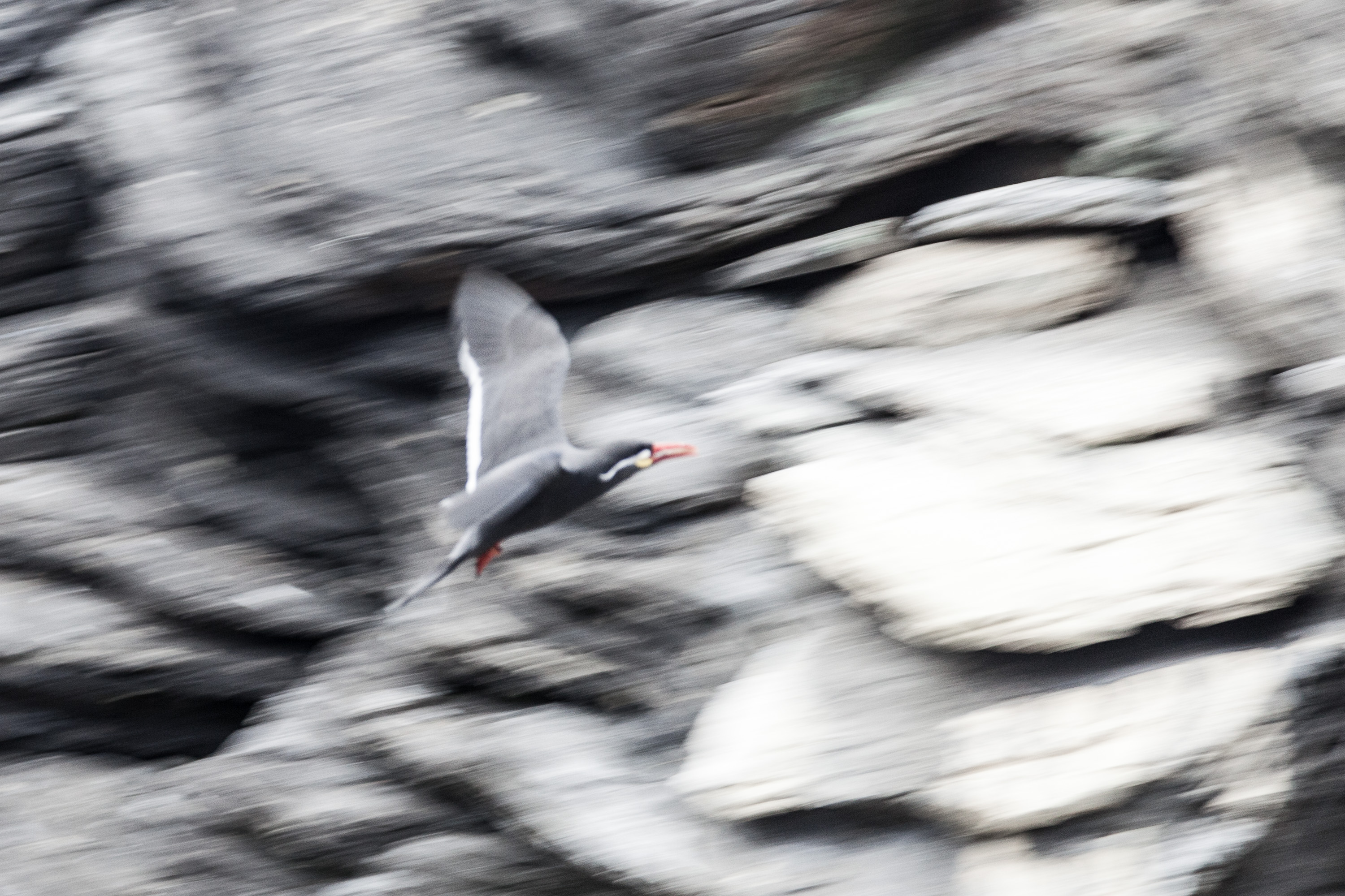 Полярные птицы  в Лиссабонском океанариуме