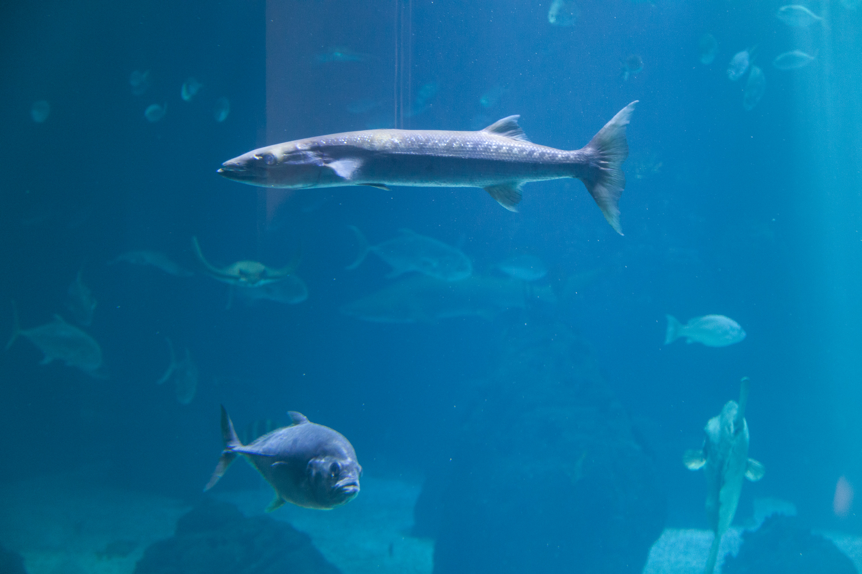 Барракуда в Лиссабонском океанариуме