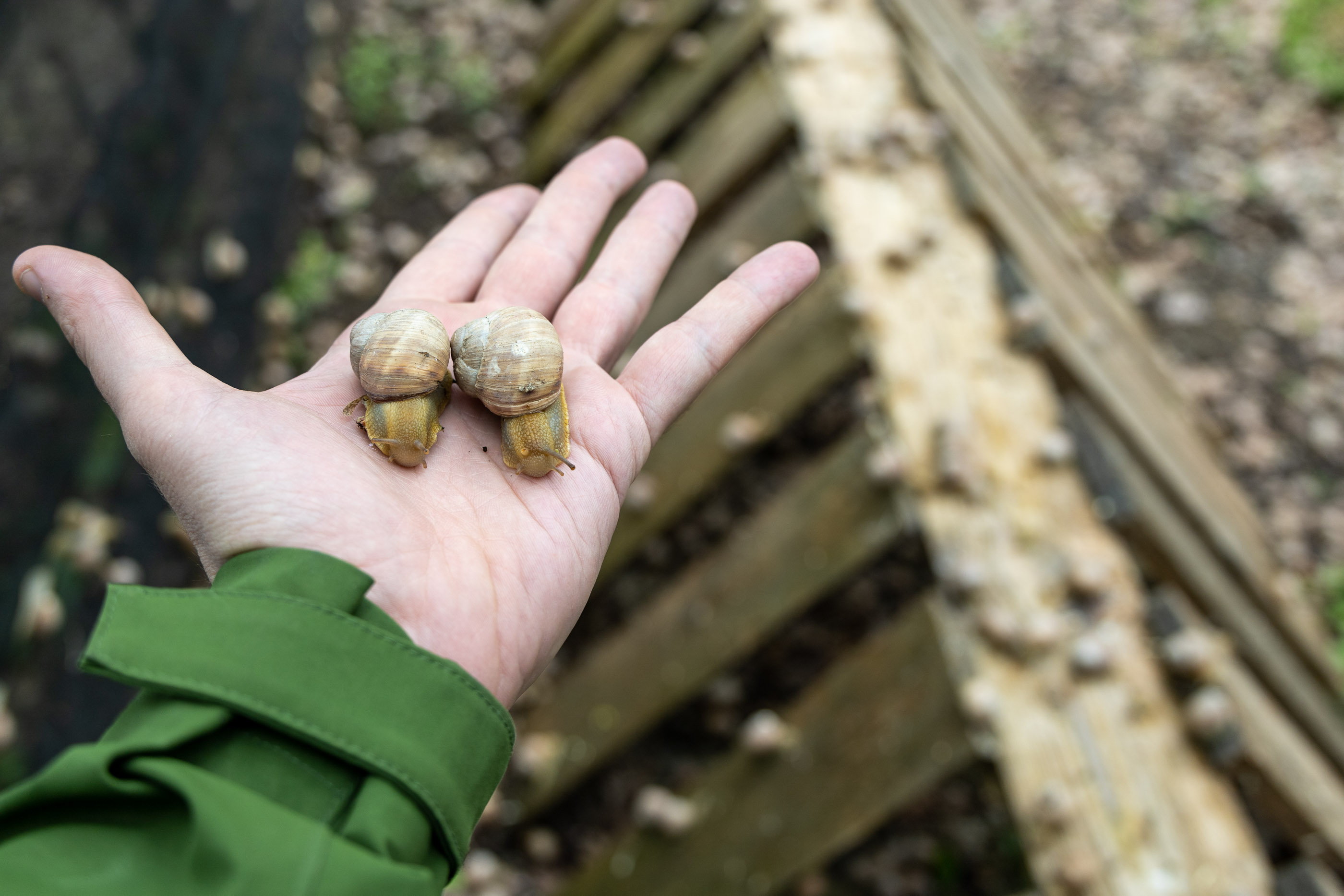 Виноградные улитки на улиточной ферме в Шато-Пино