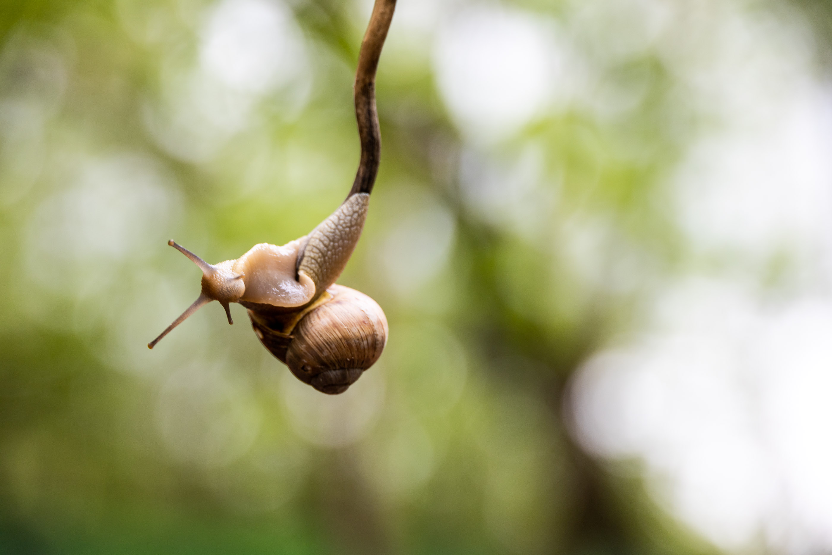 Виноградные улитки на улиточной ферме в Шато-Пино