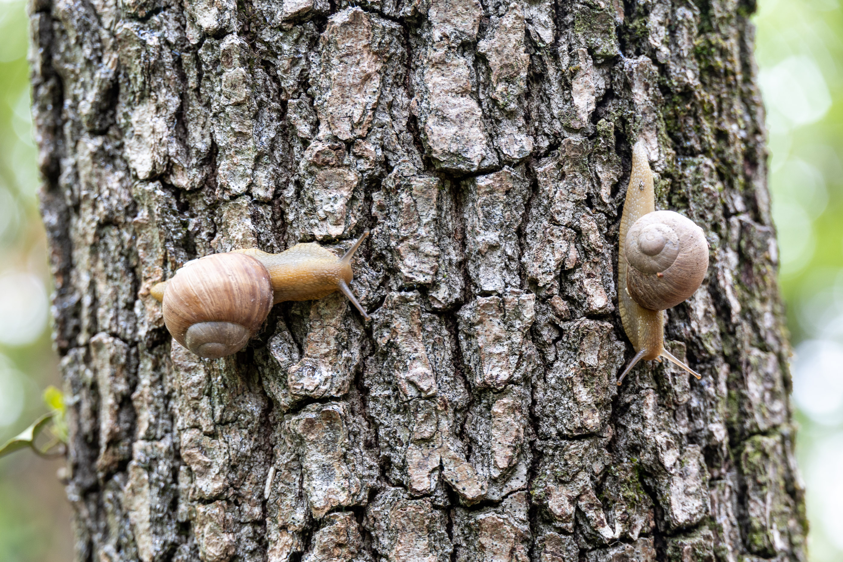 Виноградные улитки на улиточной ферме в Шато-Пино
