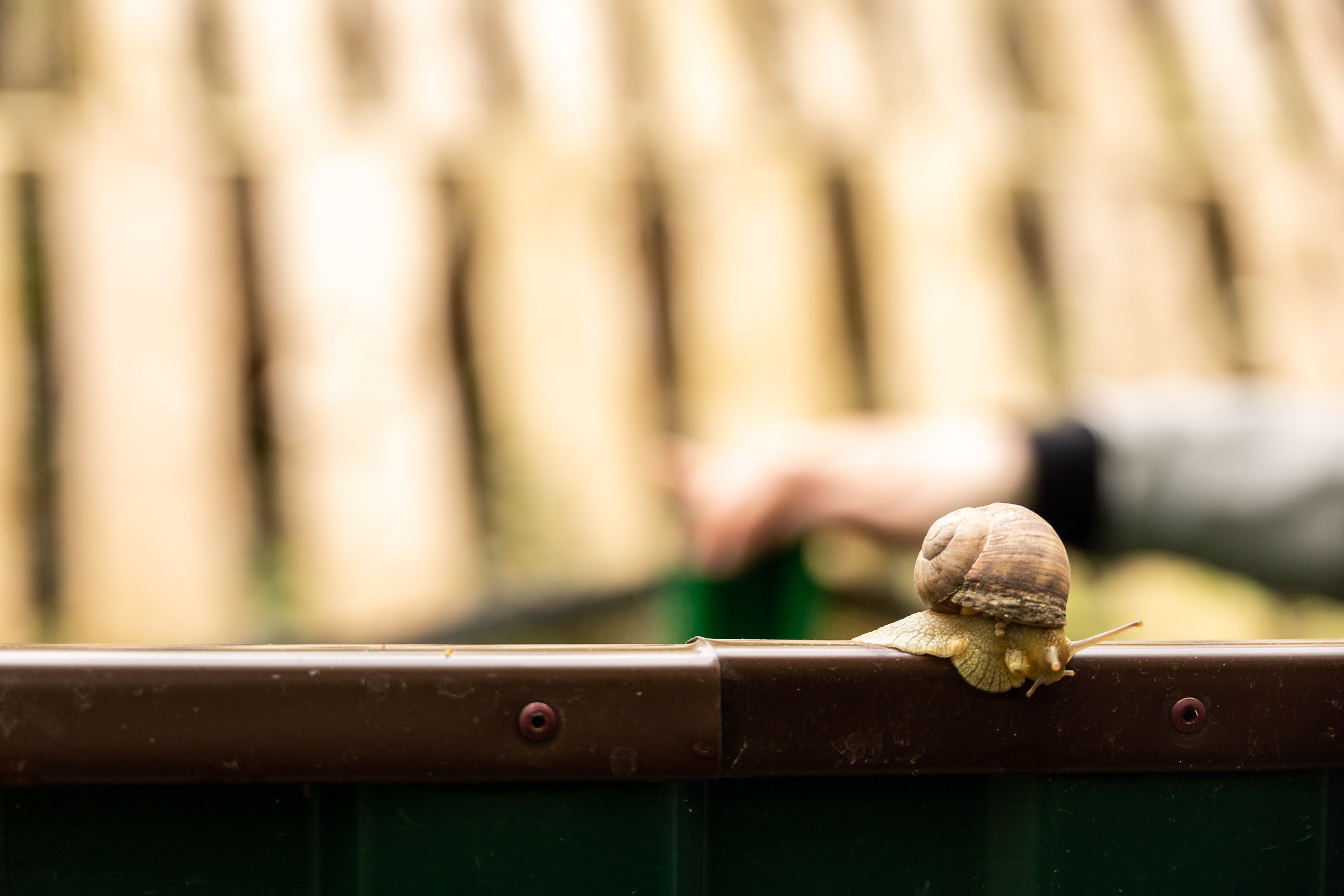 Виноградные улитки на улиточной ферме в Шато-Пино