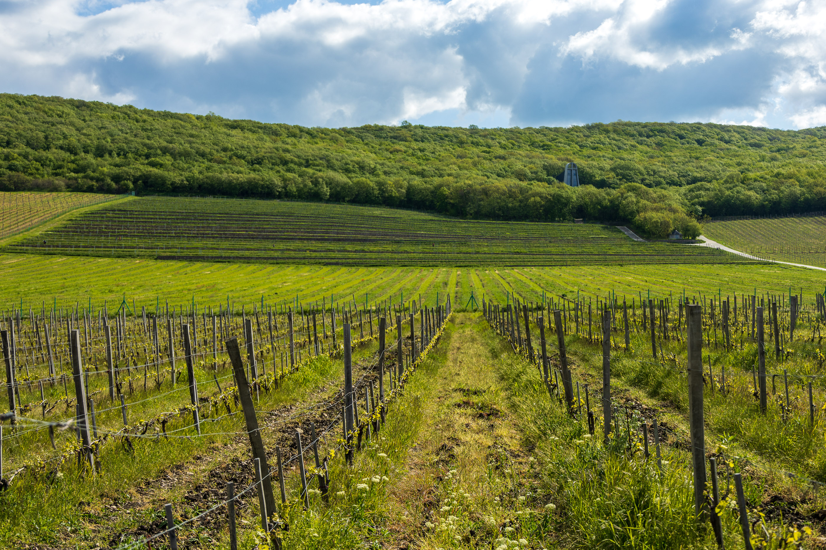 Виноградники Винотеррии