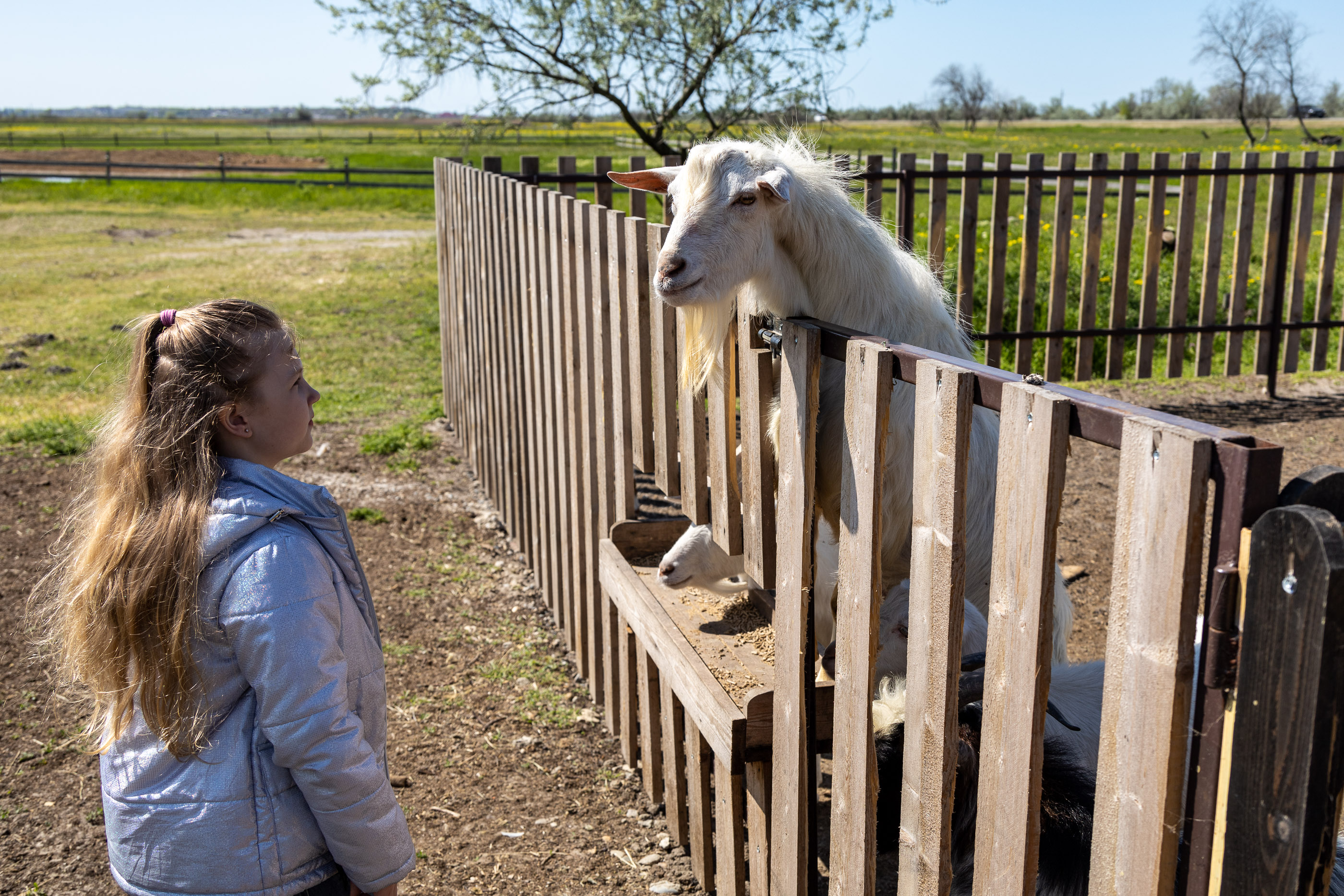 Козы Коза-Хутора