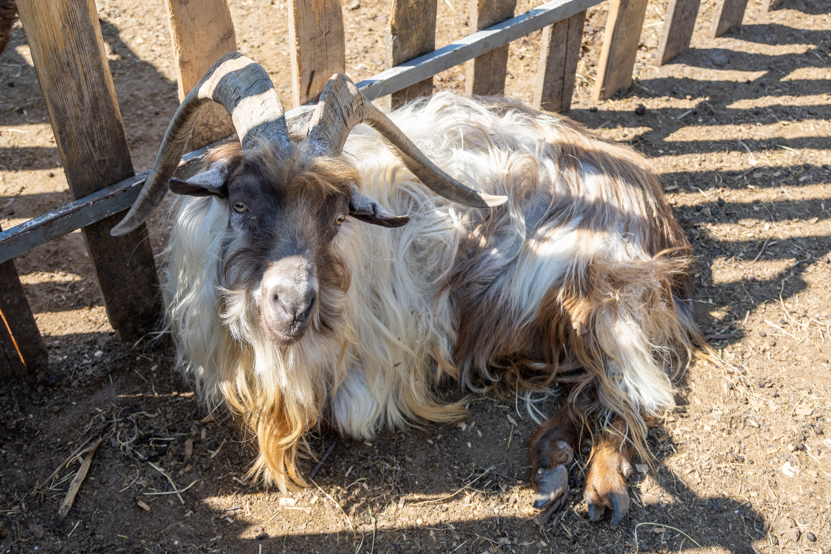 Козы Коза-Хутора