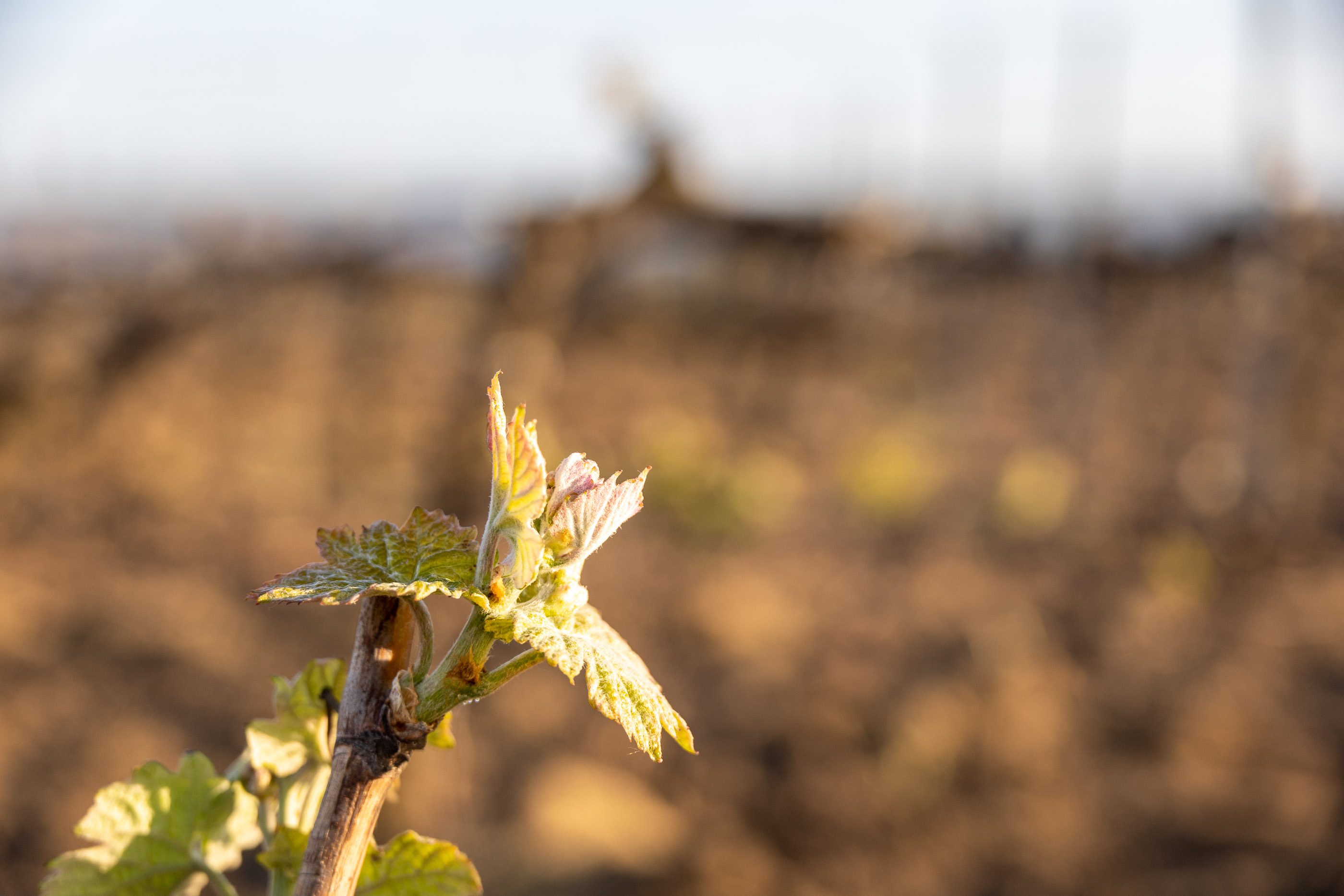 Усадьба Голубицкого