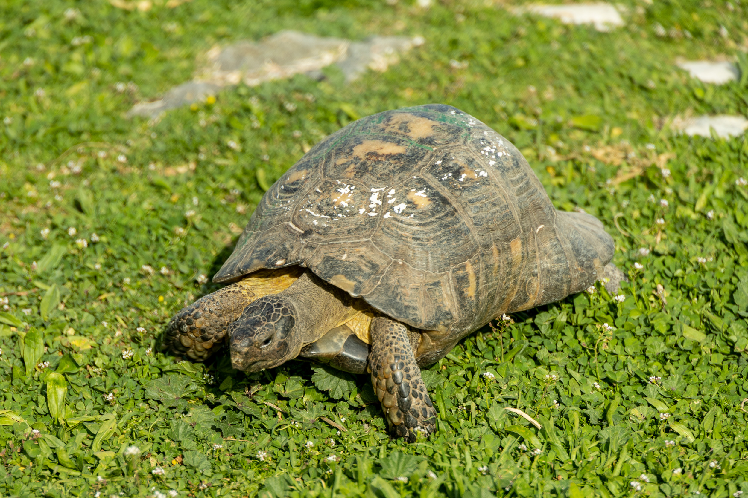 Обитательница храма Зевса