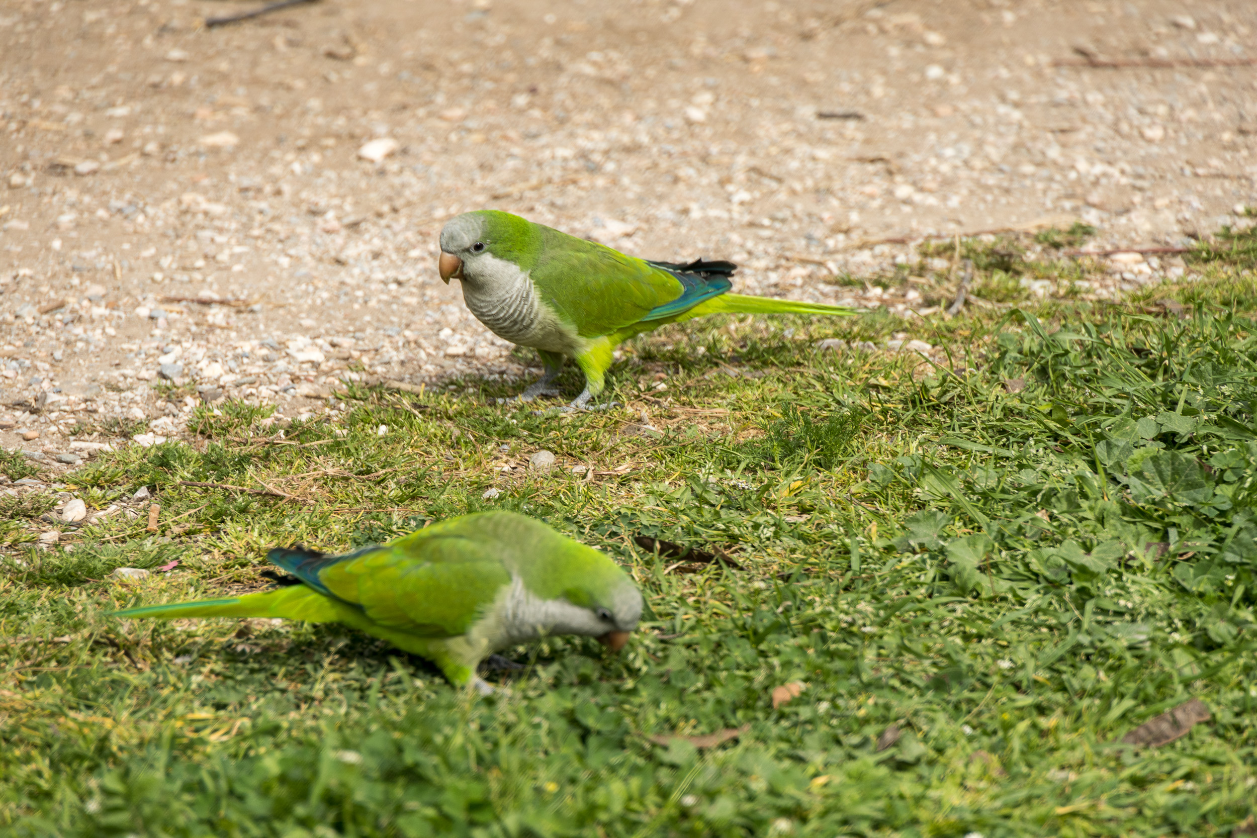 ...и зеленый попугай