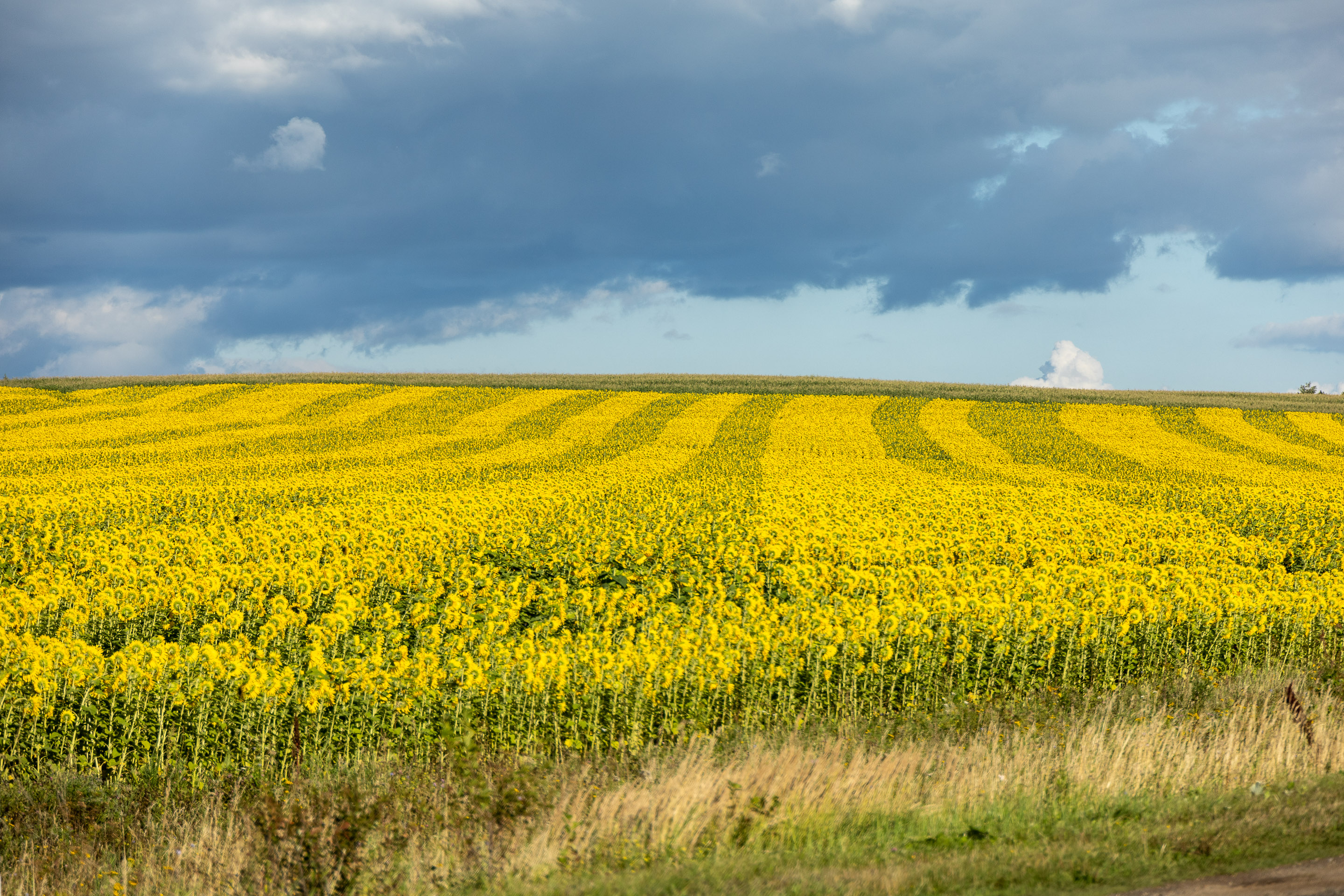 Август: средняя полоса и Поволжье