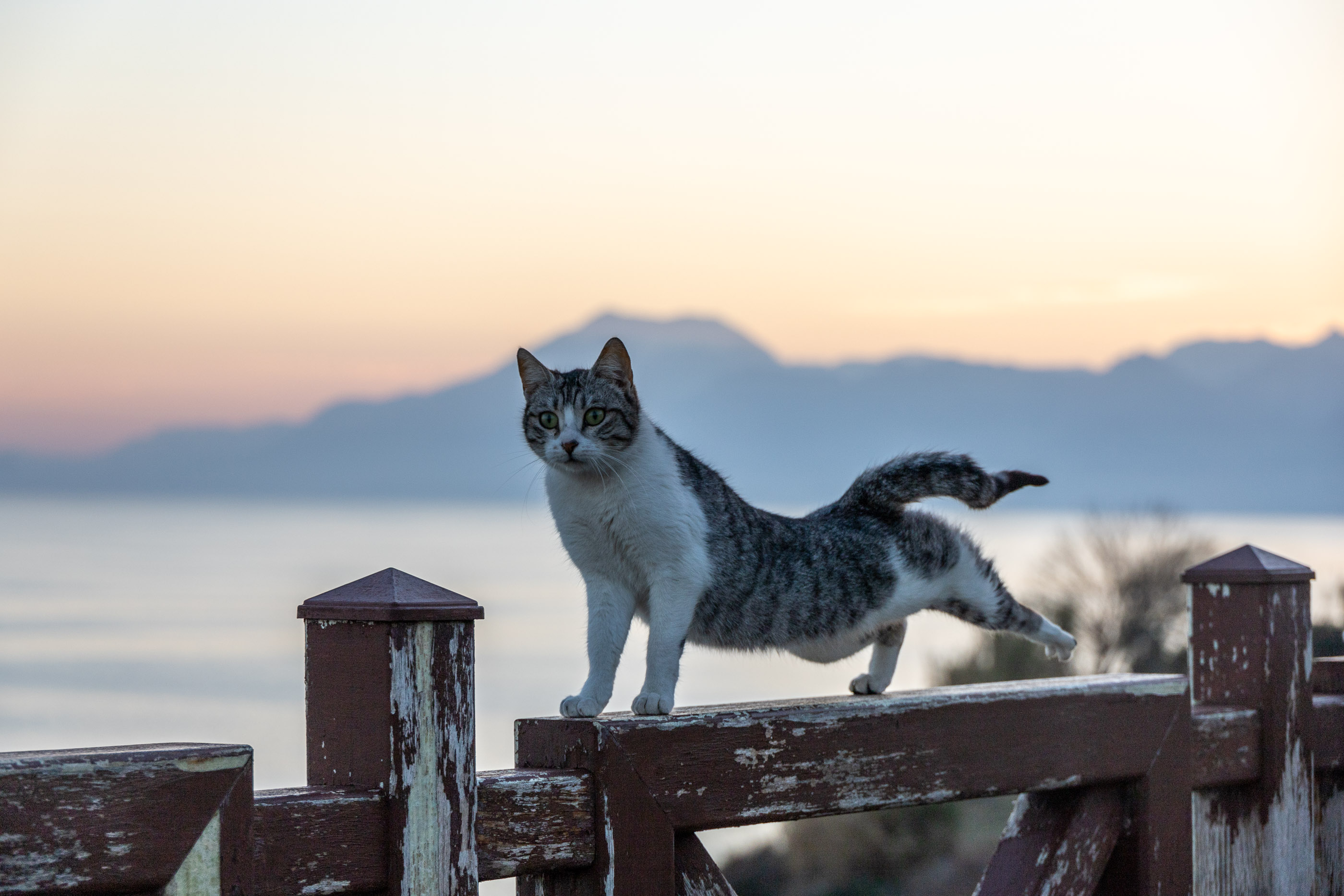 Анатолийская кошка