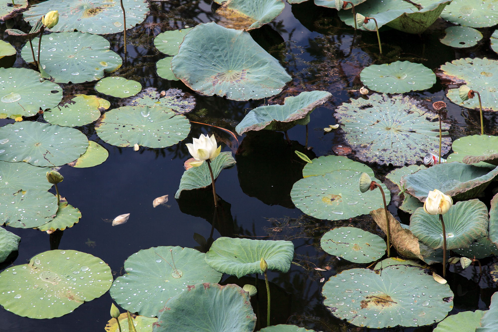 Опять лотосы