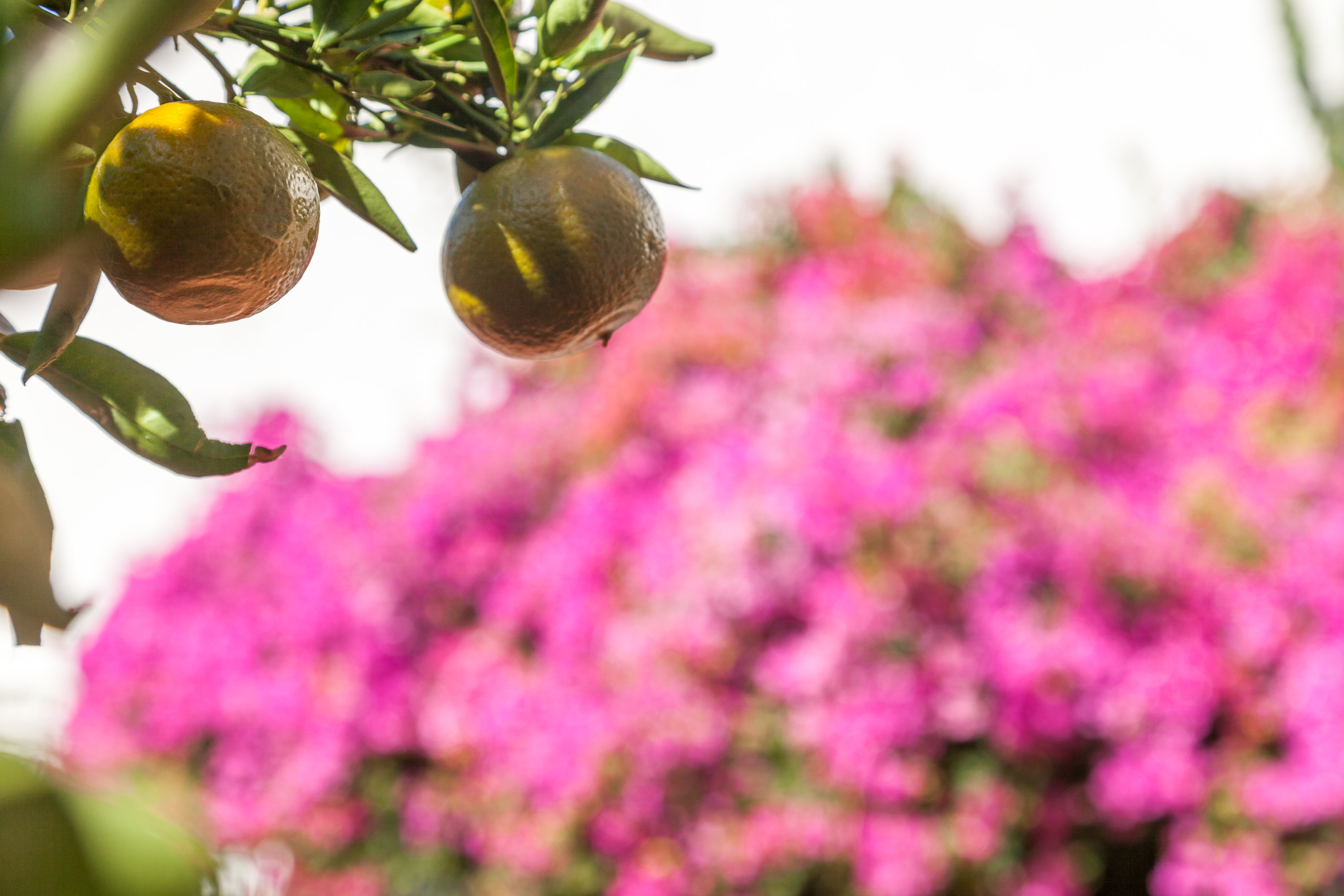 Цветы и мандарины у монастыря Сан-Винсенте-де-Фора