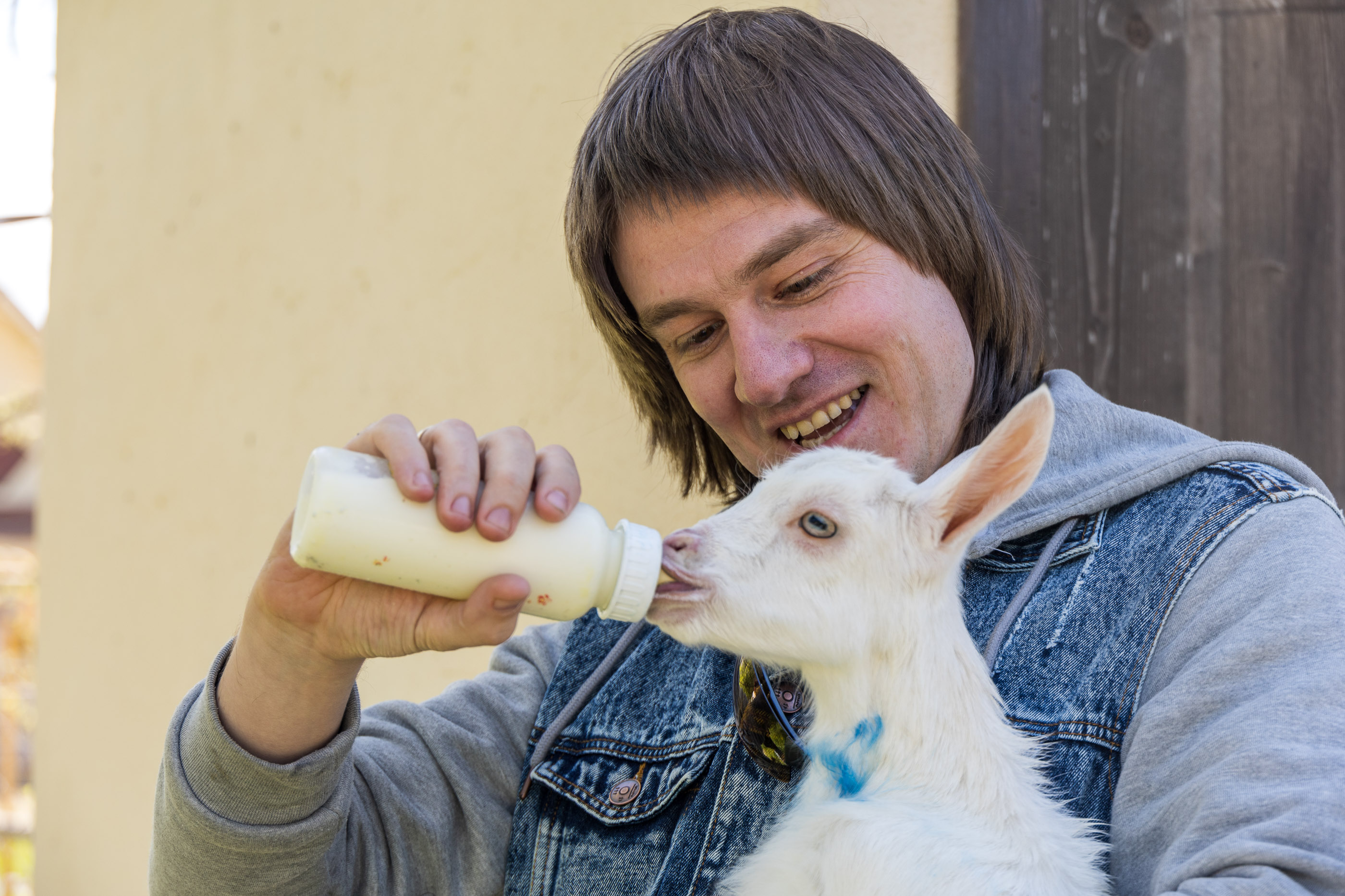 Кормление козлят