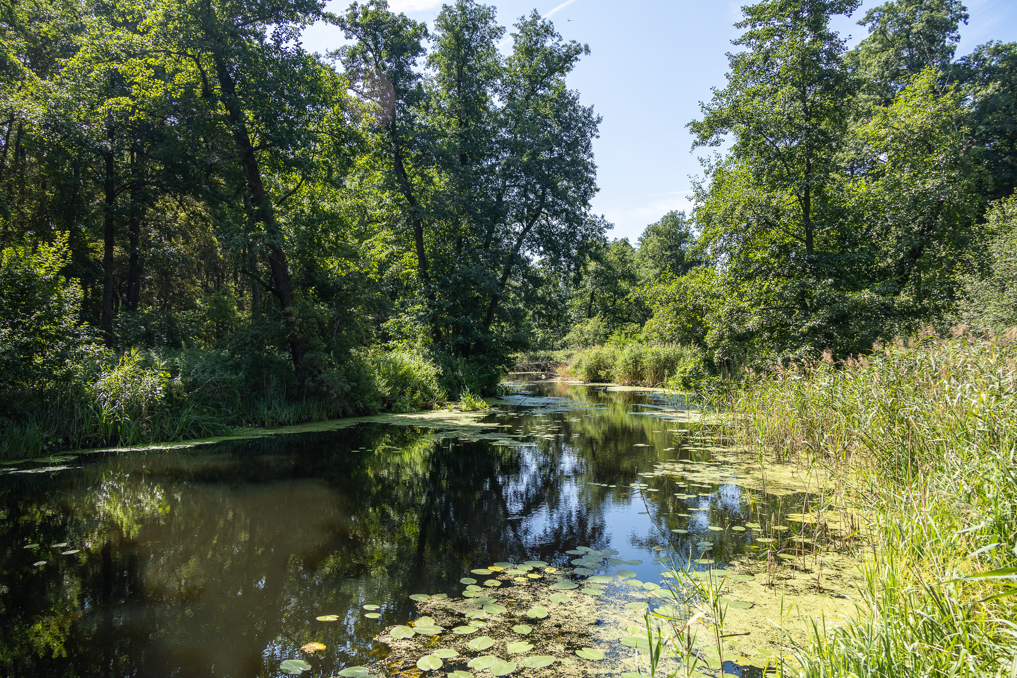 В Воронежском биосферном заповеднике