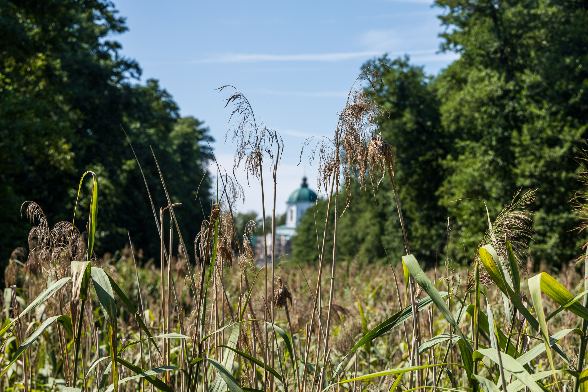 В Воронежском биосферном заповеднике