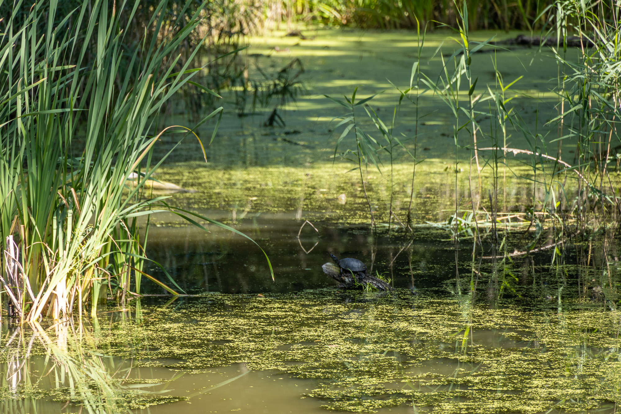 В Воронежском биосферном заповеднике