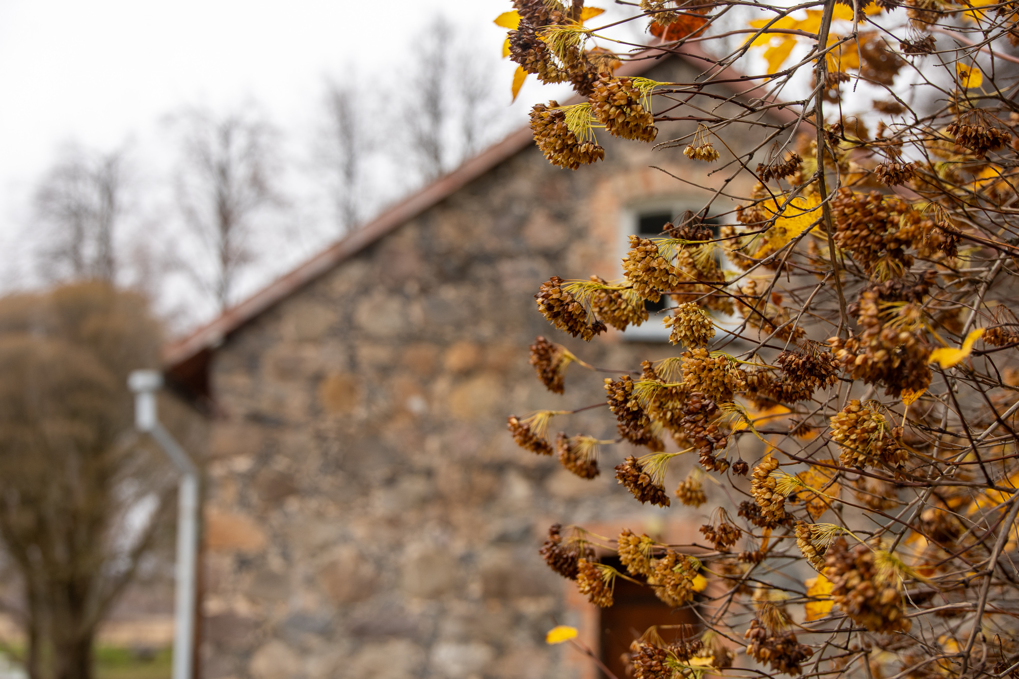 Ноябрь: Псковская область и Великий Новгород